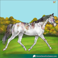 Horse Color:Nacre White Spotted Liver Red Onyx Splash Appaloosa 