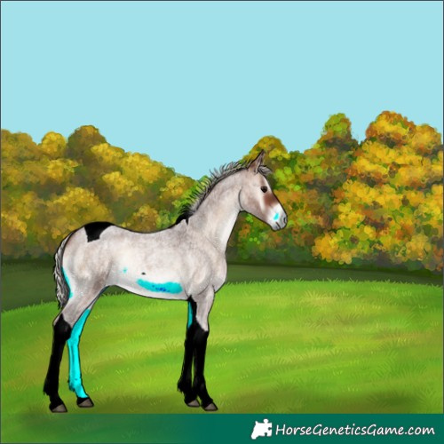 Horse Color:Silver Bay Roan Onyx Tobiano 