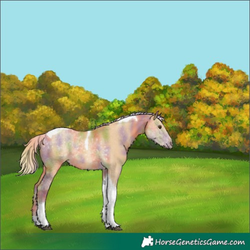 Horse Color:Nacre Palomino Dun Tobiano Rabicano 