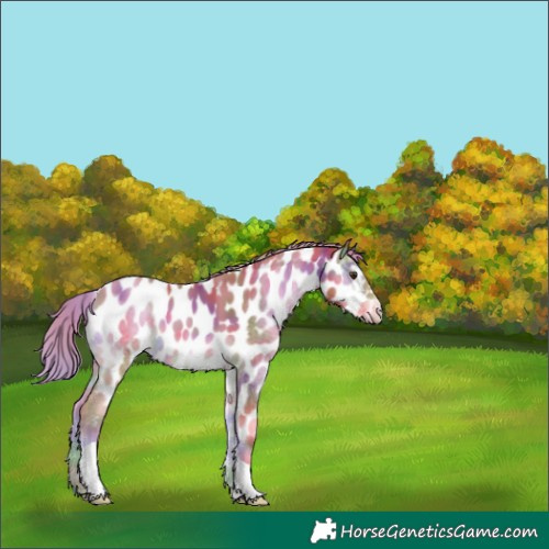 Horse Color:Nacre Gold Champagne Onyx Tobiano Appaloosa 