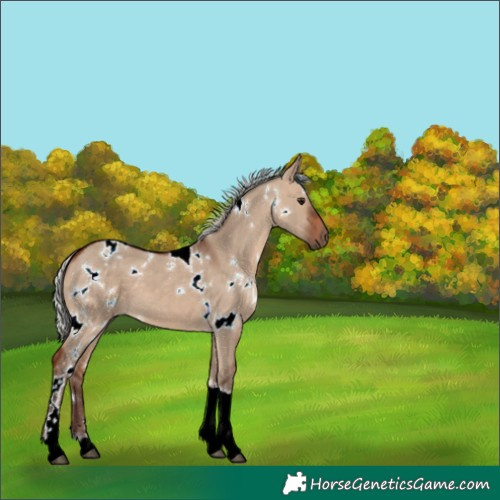 Horse Color:White Spotted Silver Bay Dun Tobiano 