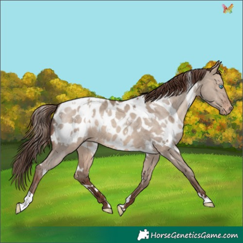 Horse Color:White Spotted Sable Champagne Dun Appaloosa 