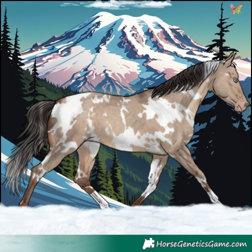 Horse Color:White Spotted Sable Champagne Dun 