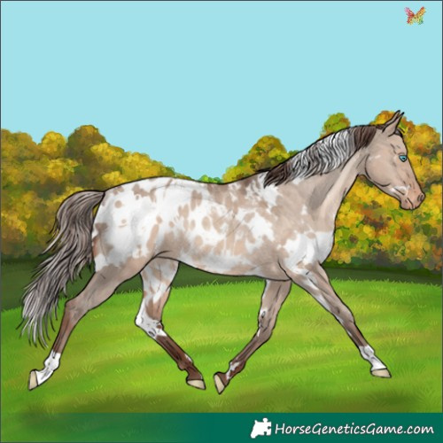Horse Color:White Spotted Sable Champagne Dun Appaloosa Rabicano 