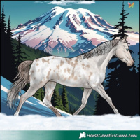 Horse Color:White Spotted Sable Champagne Dun Appaloosa Rabicano