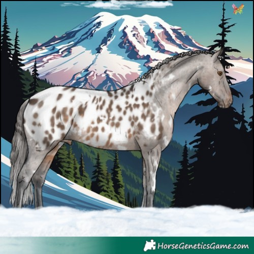 Horse Color:White Spotted Brown Dun Blanket 