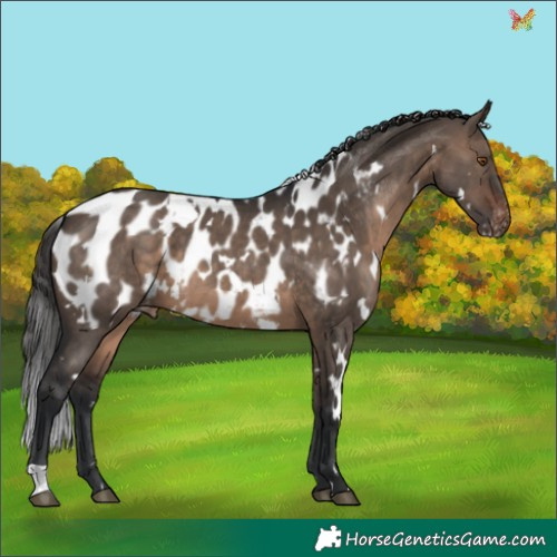 Horse Color:White Spotted Brown Dun Appaloosa 