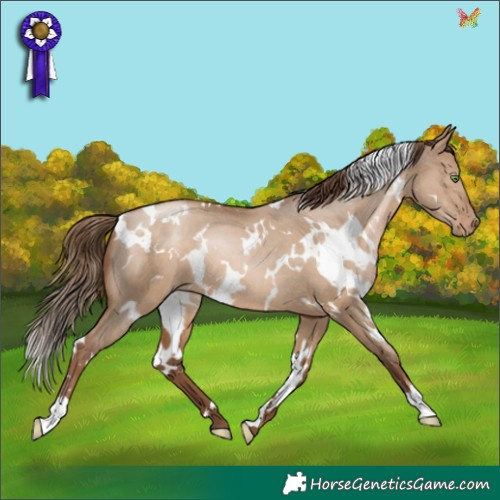 Horse Color:White Spotted Brown Pearl Dun Rabicano 
