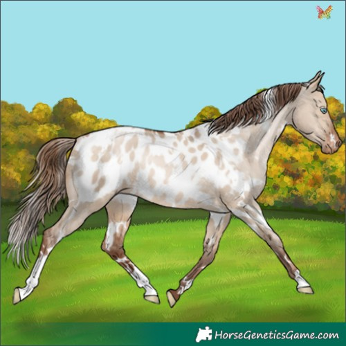 Horse Color:White Spotted Brown Pearl Dun Appaloosa Rabicano 