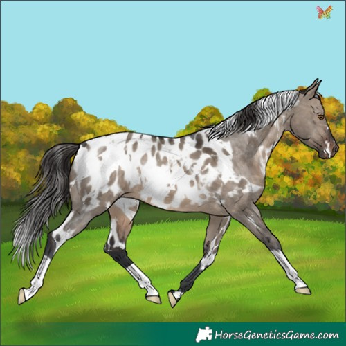 Horse Color:White Spotted Brown Dun Appaloosa 