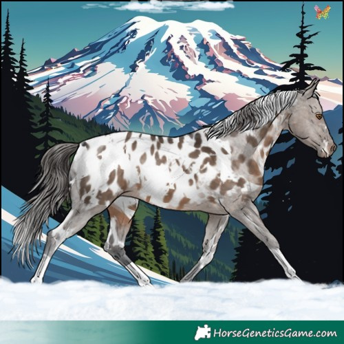 Horse Color:White Spotted Brown Dun Blanket 