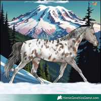 Horse Color:White Spotted Brown Dun Appaloosa 