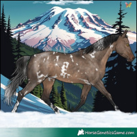 Horse Color:White Spotted Brown Dun 