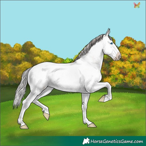 Horse Color:White Spotted Silver Grullo Roan Mushroom Splash Frame Rabicano 