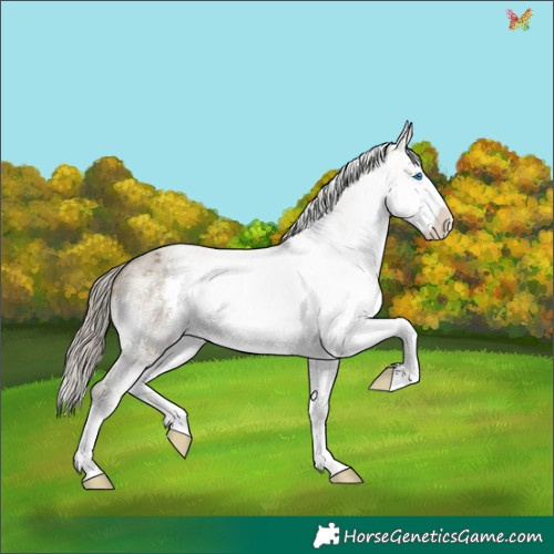Horse Color:White Spotted Silver Smoky Grullo Roan Mushroom Splash