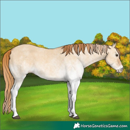 Horse Color:White Spotted Red Dun 