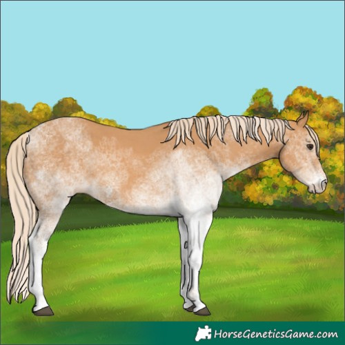Horse Color:White Spotted Chestnut 