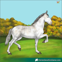 Horse Color:Silver Buckskin Roan Dun Mushroom Sabino Splash Rabicano  and White Spotted Silver Smoky Grullo Roan Mushroom Splash Frame Rabicano 