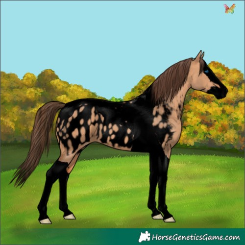 Horse Color:Void Bay Dun Splash Tobiano Appaloosa 
