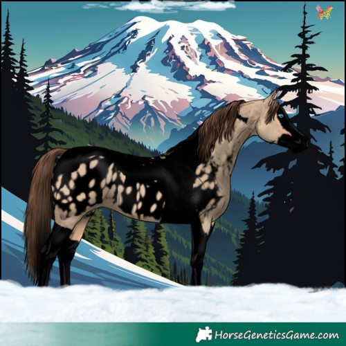 Horse Color:Void Bay Dun Splash Tobiano Appaloosa 