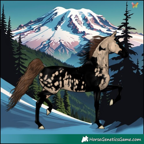Horse Color:Void Bay Dun Splash Tobiano Appaloosa 