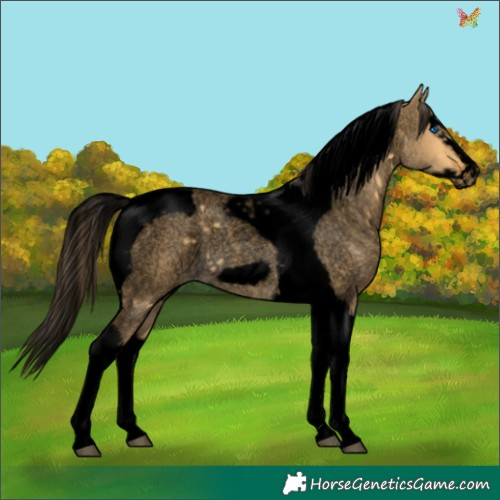 Horse Color:Void Buckskin Roan Dun Splash Tobiano Frame Rabicano