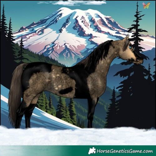 Horse Color:Void Buckskin Roan Dun Splash Tobiano Frame Rabicano 