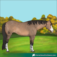Horse Color:Brown Dun 