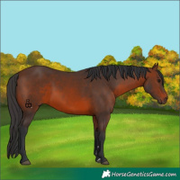 Horse Color:Brown 