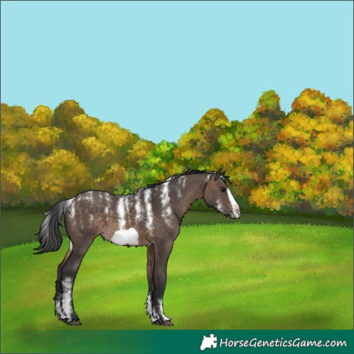 Horse Color:Powder White Brown Dun Frame 