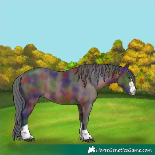 Horse Color:Nacre Brown Rabicano 