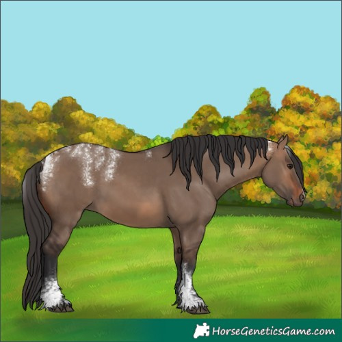 Horse Color:Powder White White Spotted Brown Dun 