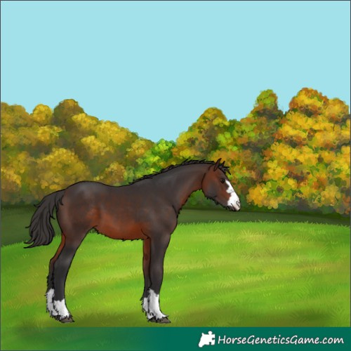 Horse Color:Brown 
