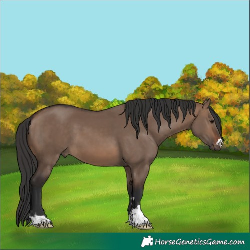 Horse Color:Brown Dun 
