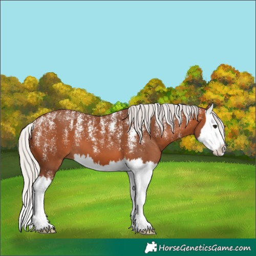 Horse Color:Powder White Silver Bay Splash 