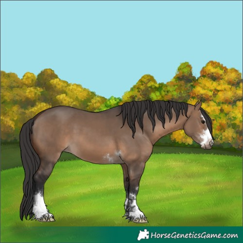 Horse Color:Brown Dun 