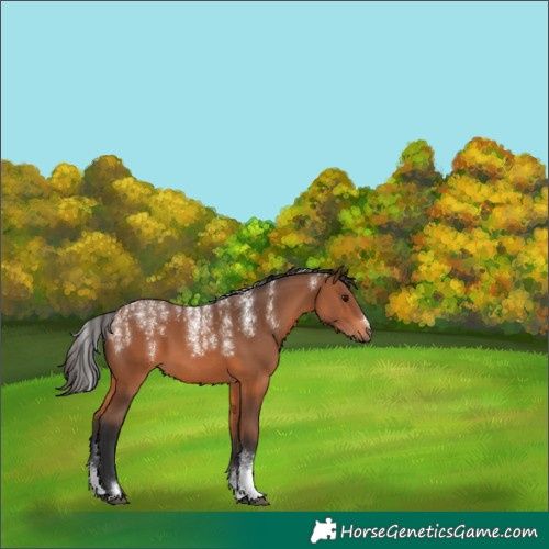 Horse Color:Powder White Bay 