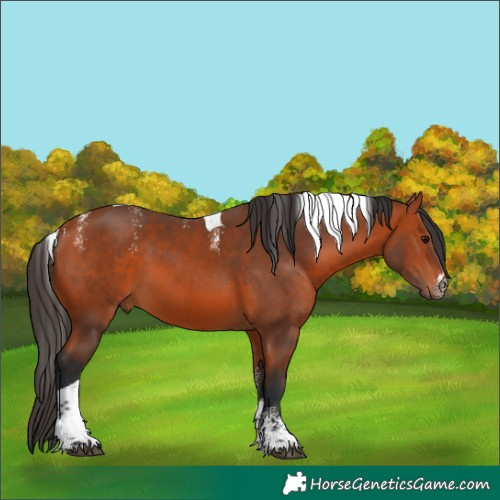Horse Color:Powder White Bay Tobiano 
