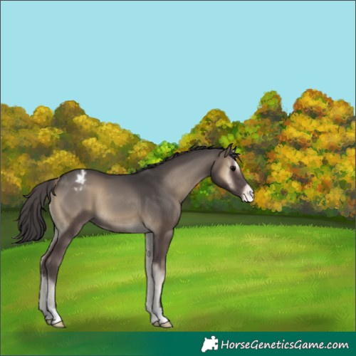 Horse Color:Smoky Blue Onyx Appaloosa 