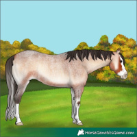 Horse Color:Bay Roan Onyx Splash 