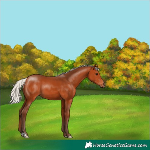 Horse Color:Silver Bay 