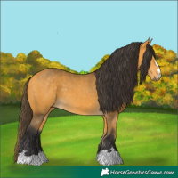 Horse Color:Buckskin 