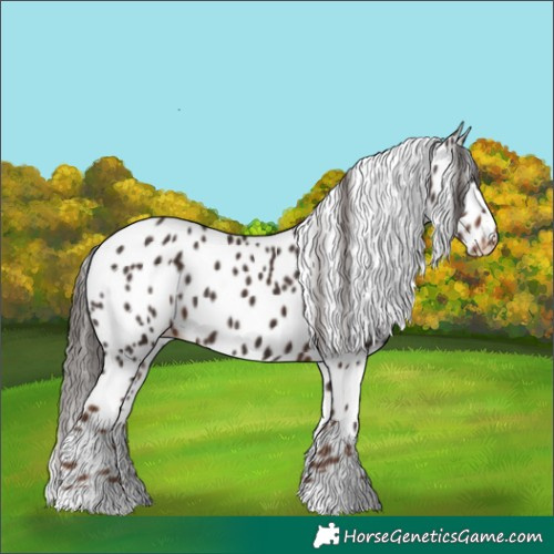 Horse Color:Liver Chestnut Appaloosa 