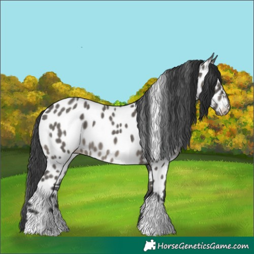 Horse Color:Grullo Near Leopard 