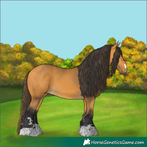 Horse Color:Buckskin 