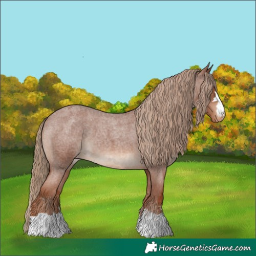 Horse Color:Red Roan Appaloosa 
