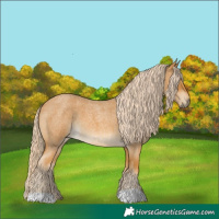Horse Color:Palomino Roan
