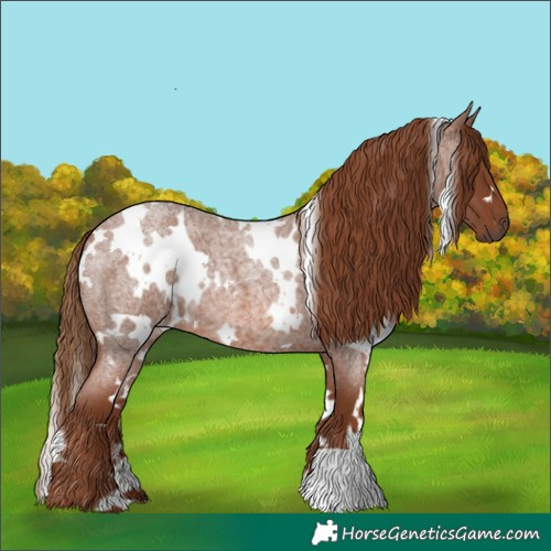 Horse Color:White Spotted Red Roan 