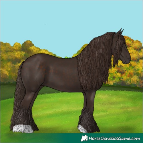 Horse Color:Liver Chestnut 