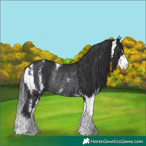 Horse Color:Black Sabino Rabicano 